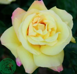 Storblommig Rabattros 'Peace' syn- 'Mme A. Meilland' Barrotad><noscript><img width=