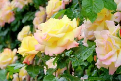 Storblommig Rabattros 'Peace' syn- 'Mme A. Meilland' Barrotad><noscript><img width=