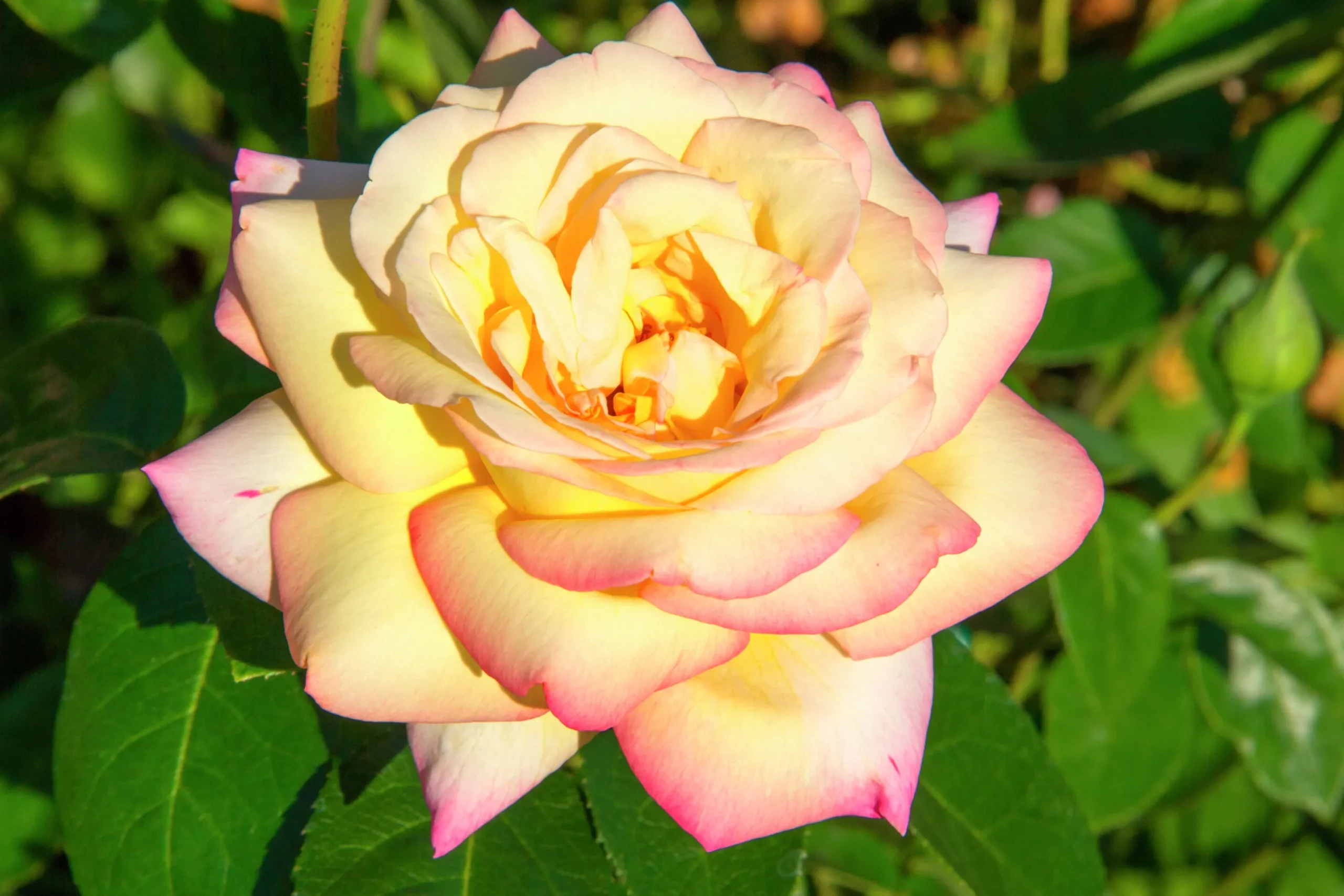 Storblommig Rabattros 'Peace' syn- 'Mme A. Meilland' Barrotad>Omnia garden Discount