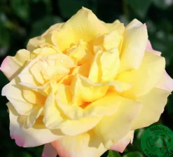 Storblommig Rabattros 'Peace' syn- 'Mme A. Meilland' Barrotad><noscript><img width=