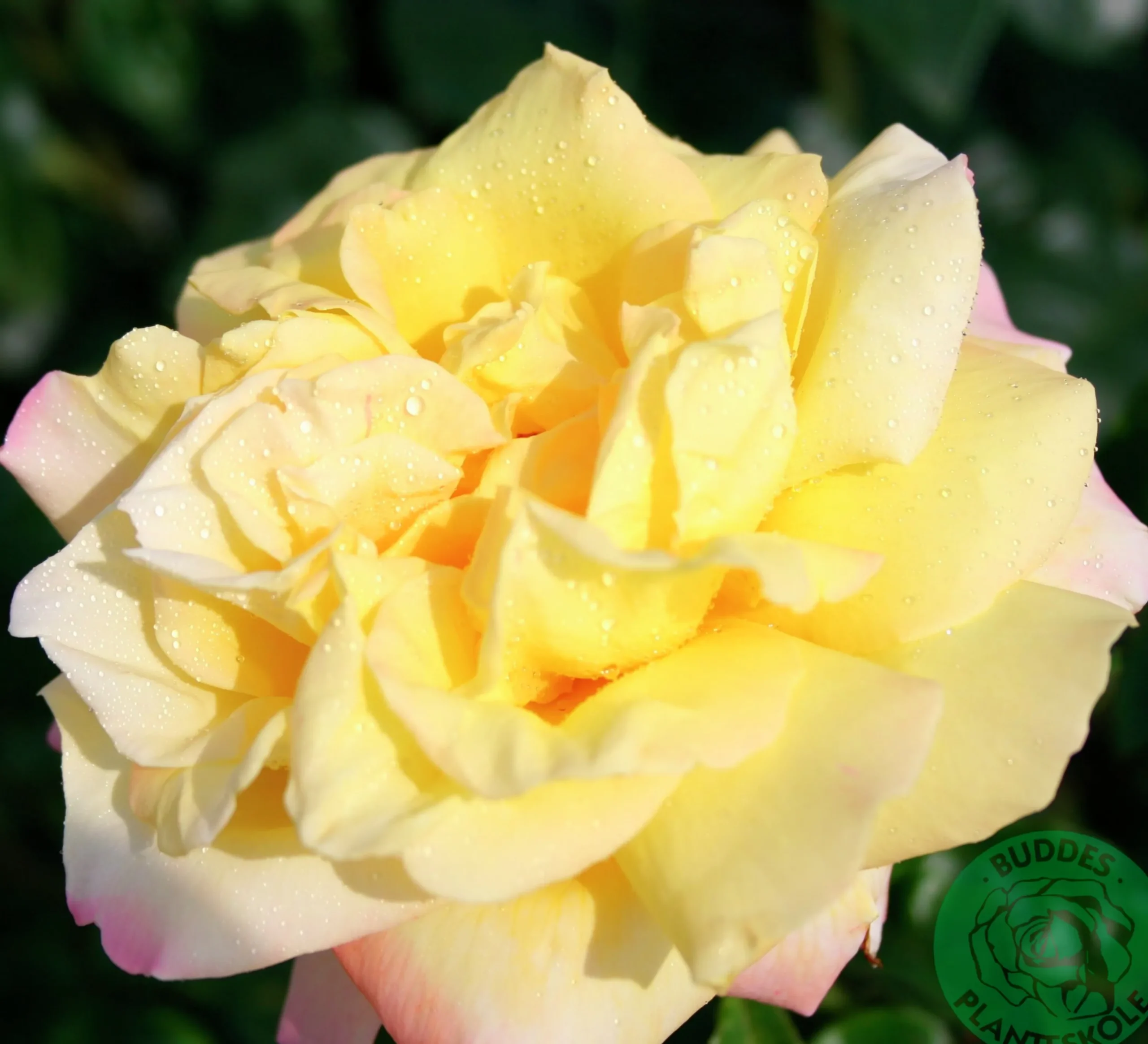 Storblommig Rabattros 'Peace' syn- 'Mme A. Meilland' Barrotad>Omnia garden Discount