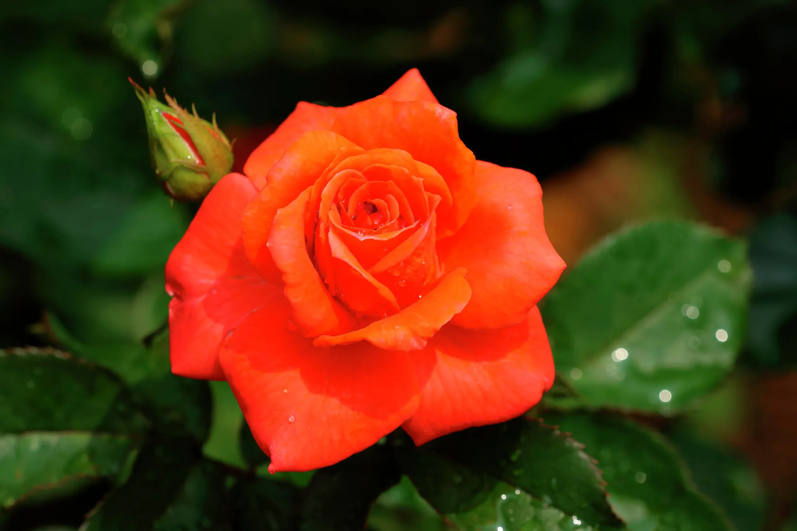 Storblommig Rabattros 'Prinsesse Marie' 'Poulht007' Barrotad>Omnia garden Discount