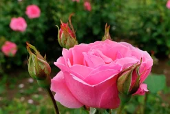 Storblommig Rabattros 'Queen Elisabeth' Barrotad>Omnia garden New