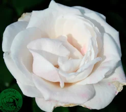 Storblommig rabattros 'Royal Copenhagen' 'Poulht001' Barrotad>Omnia garden Discount