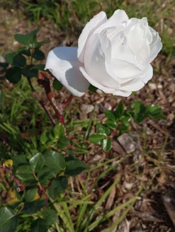 Storblommig rabattros 'Royal Copenhagen' 'Poulht001' Barrotad><noscript><img width=
