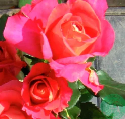 Storblommig Rabattros 'Thor Heyerdahl' Barrotad>Omnia garden Clearance