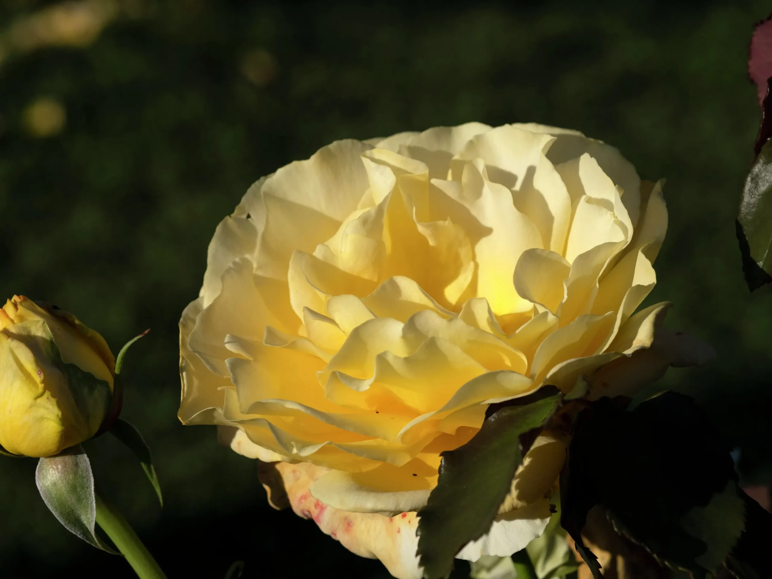Storblommig rabattros 'Tivoli 150' 'Poulduce' Barrotad>Omnia garden Discount