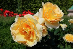 Storblommig rabattros 'Tivoli 150' 'Poulduce' Barrotad>Omnia garden Discount