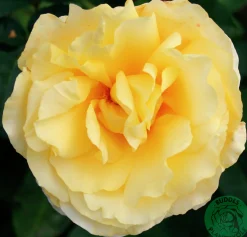 Storblommig rabattros 'Tivoli 150' 'Poulduce' Barrotad><noscript><img width=
