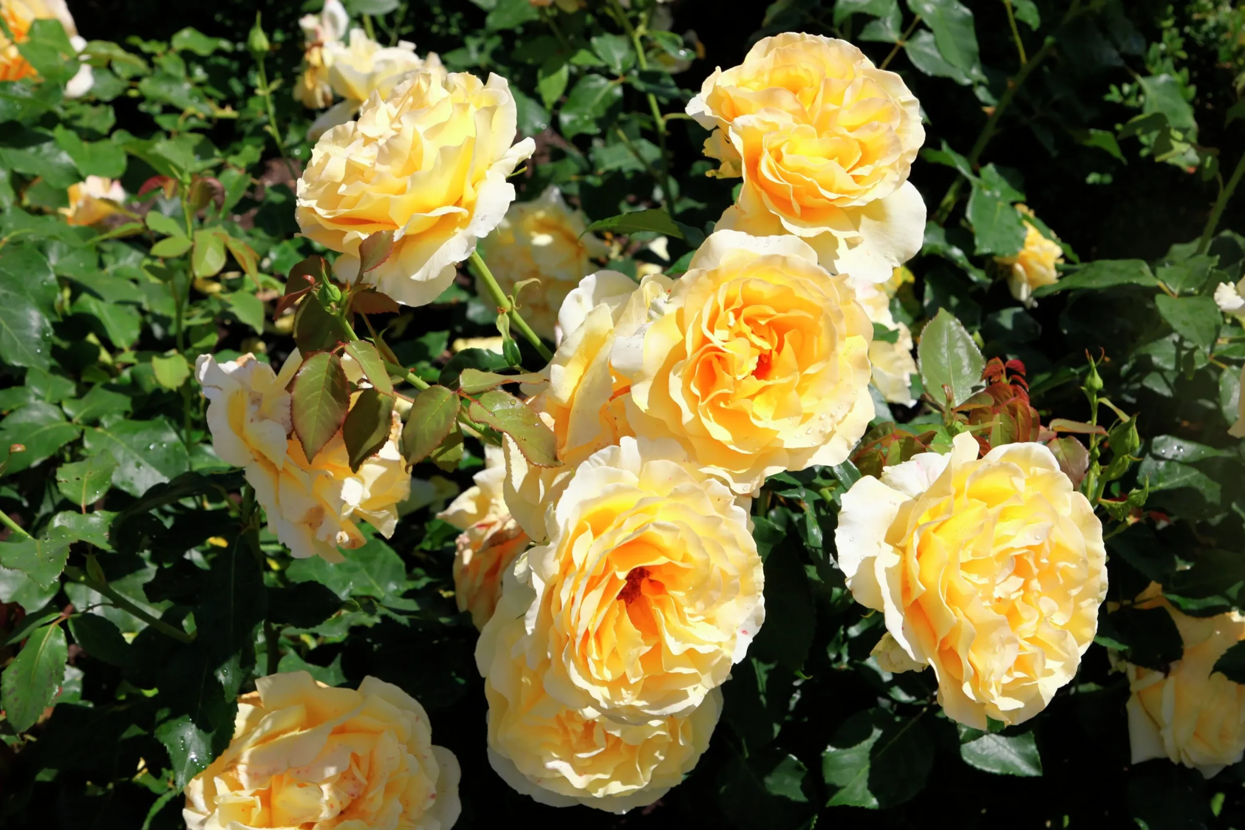 Storblommig rabattros 'Tivoli 150' 'Poulduce' Barrotad>Omnia garden Discount