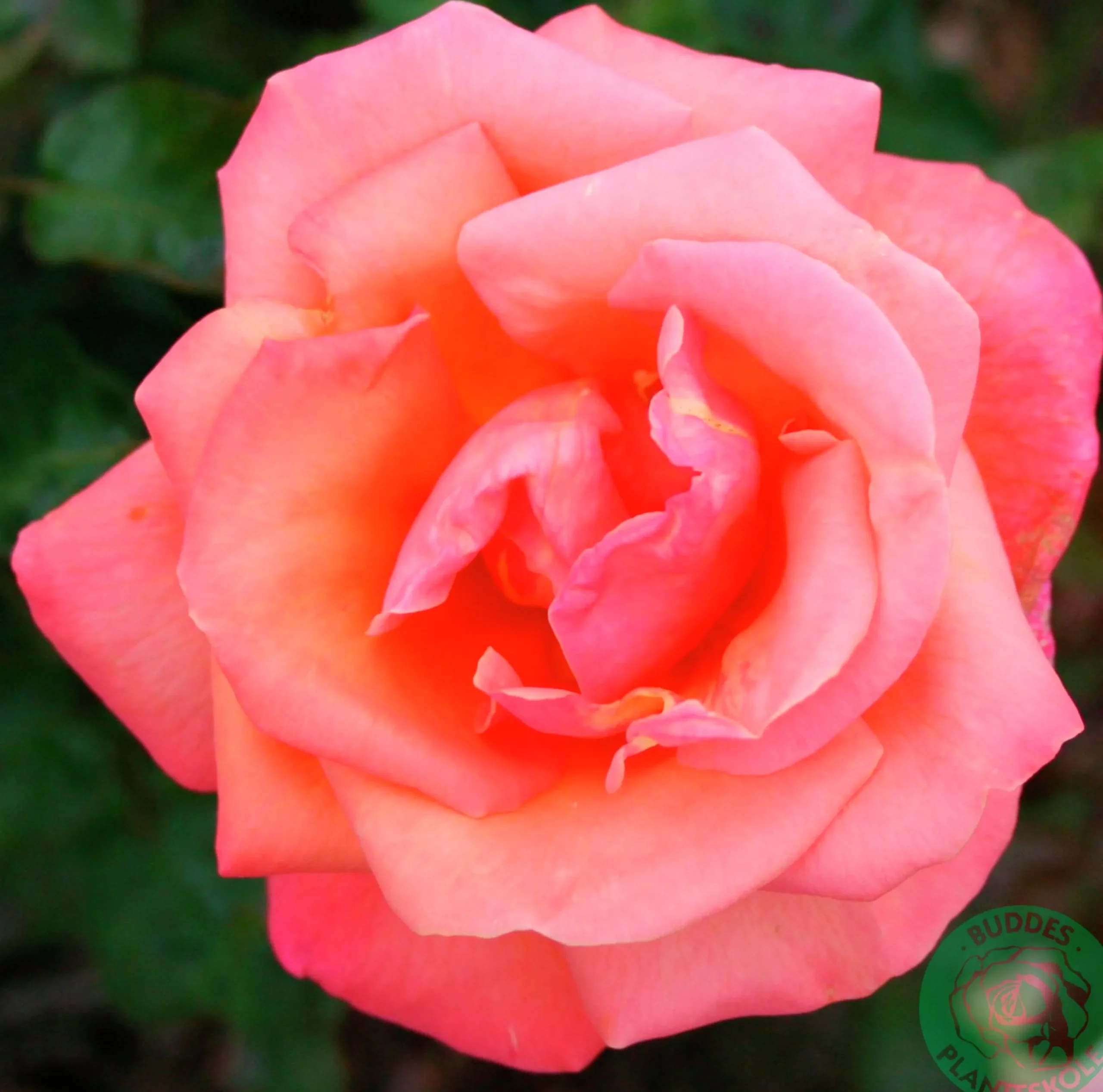 Storblommig rabattros 'Troika' 'Poultroi' Barrotad>Omnia garden Clearance