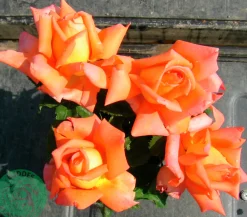Storblommig Rabattros 'Viktor Borge' 'Poulvue' Barrotad>Omnia garden Outlet