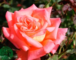 Storblommig Rabattros 'Viktor Borge' 'Poulvue' Barrotad>Omnia garden Outlet