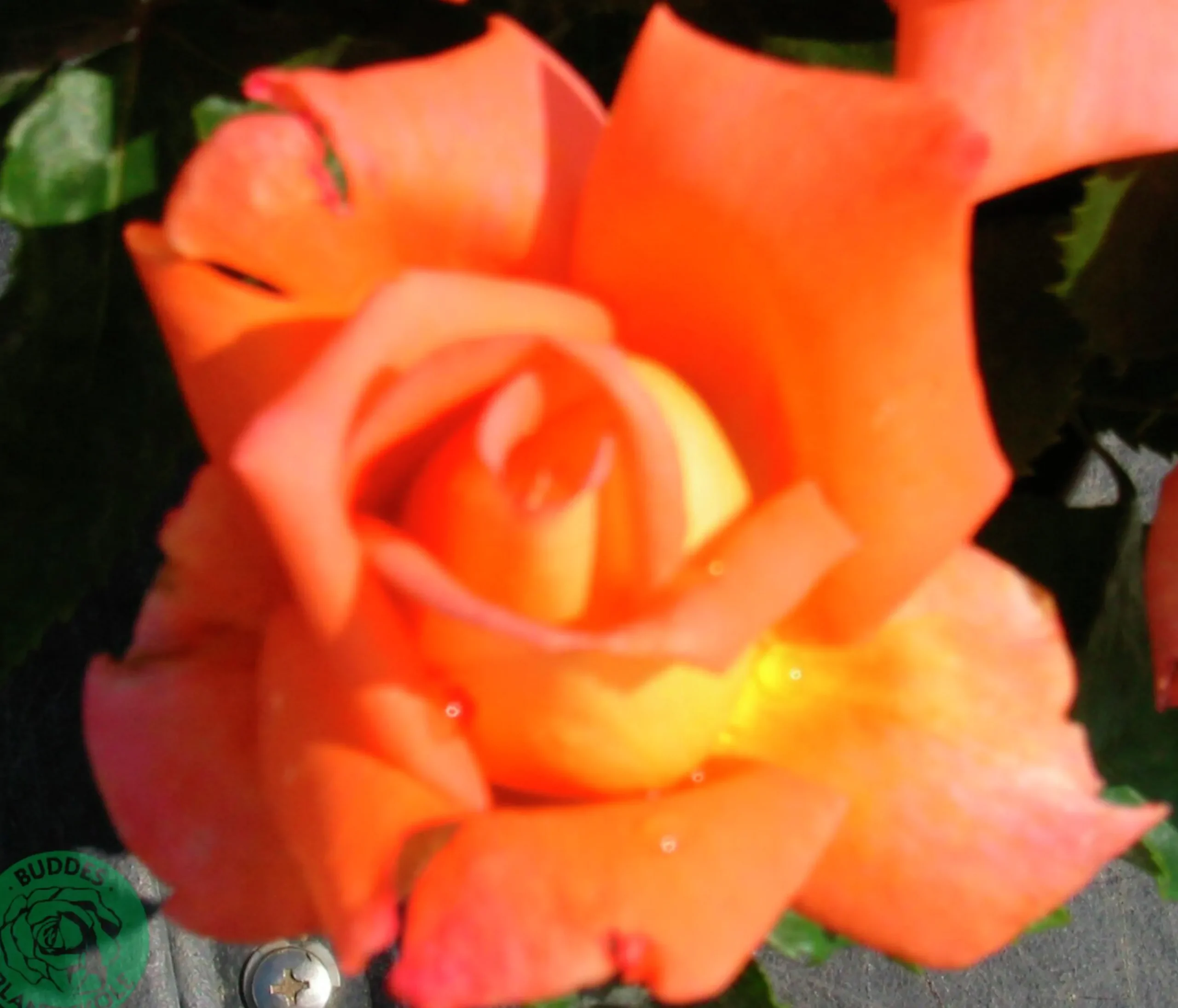 Storblommig Rabattros 'Viktor Borge' 'Poulvue' Barrotad>Omnia garden Outlet