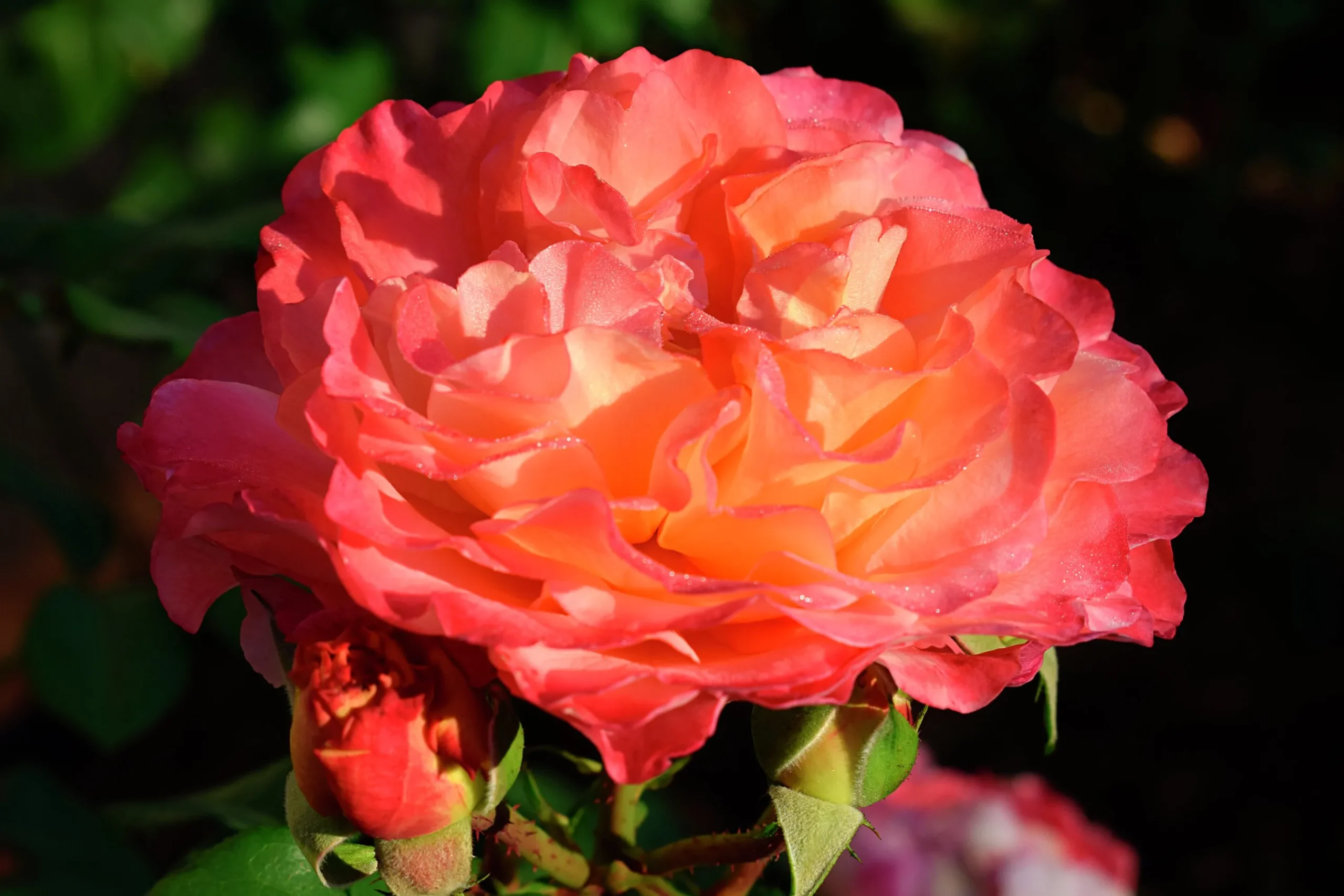 Storblommig Ros 'Augusta Luise' 'Tangust' Barrotad>Omnia garden New