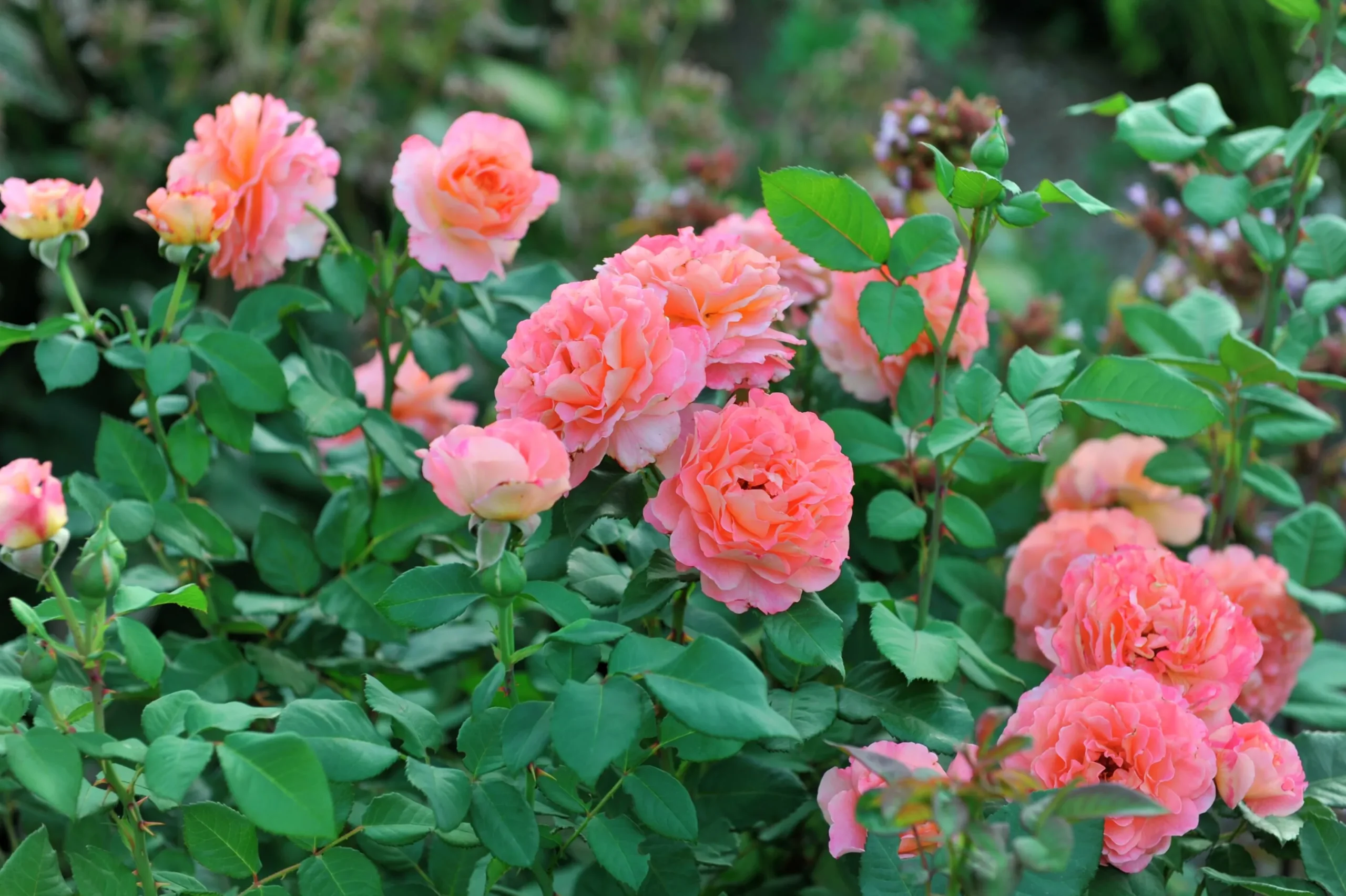 Storblommig Ros 'Augusta Luise' 'Tangust' Barrotad>Omnia garden New