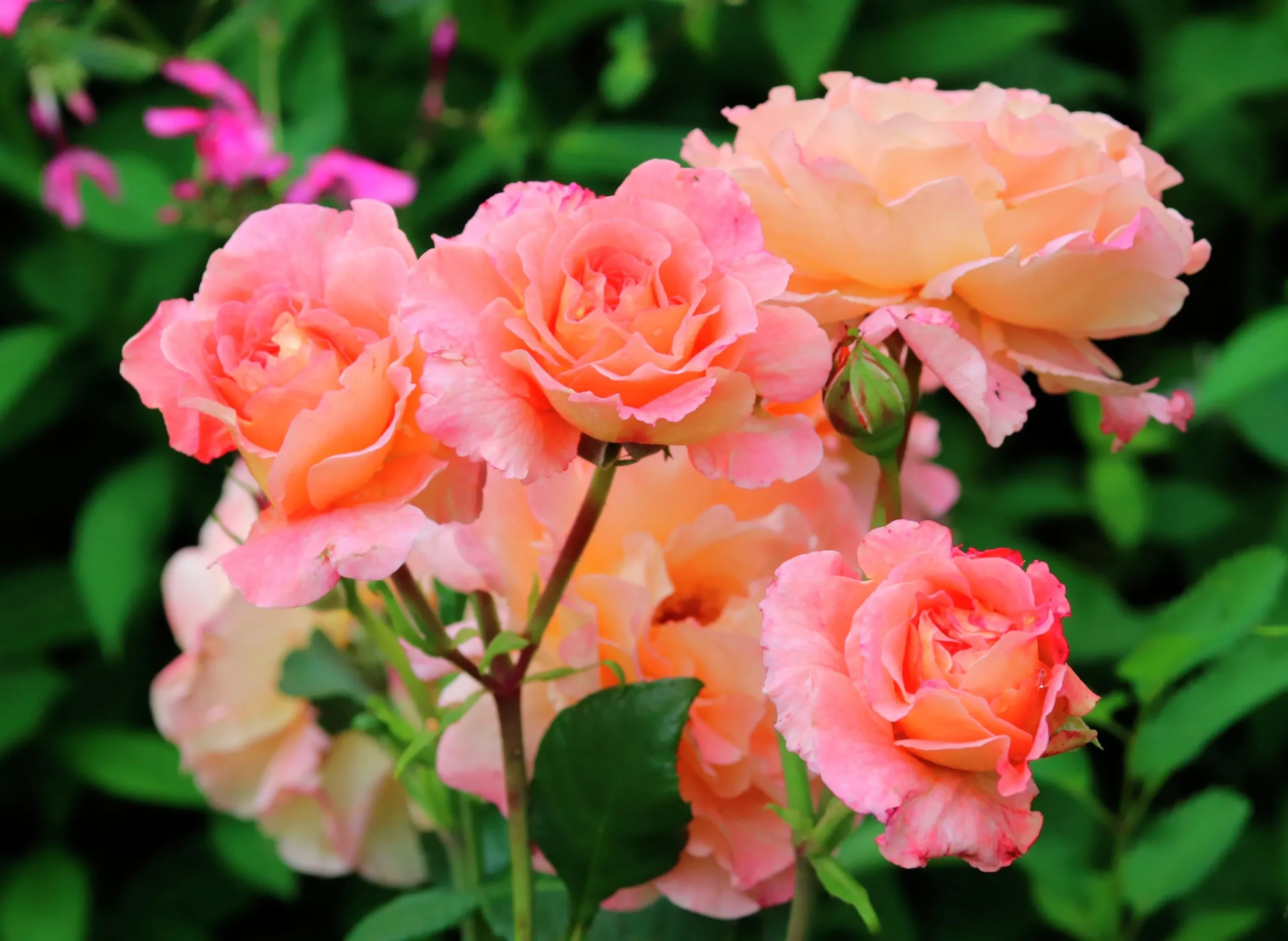 Storblommig Ros 'Augusta Luise' 'Tangust' Barrotad>Omnia garden New