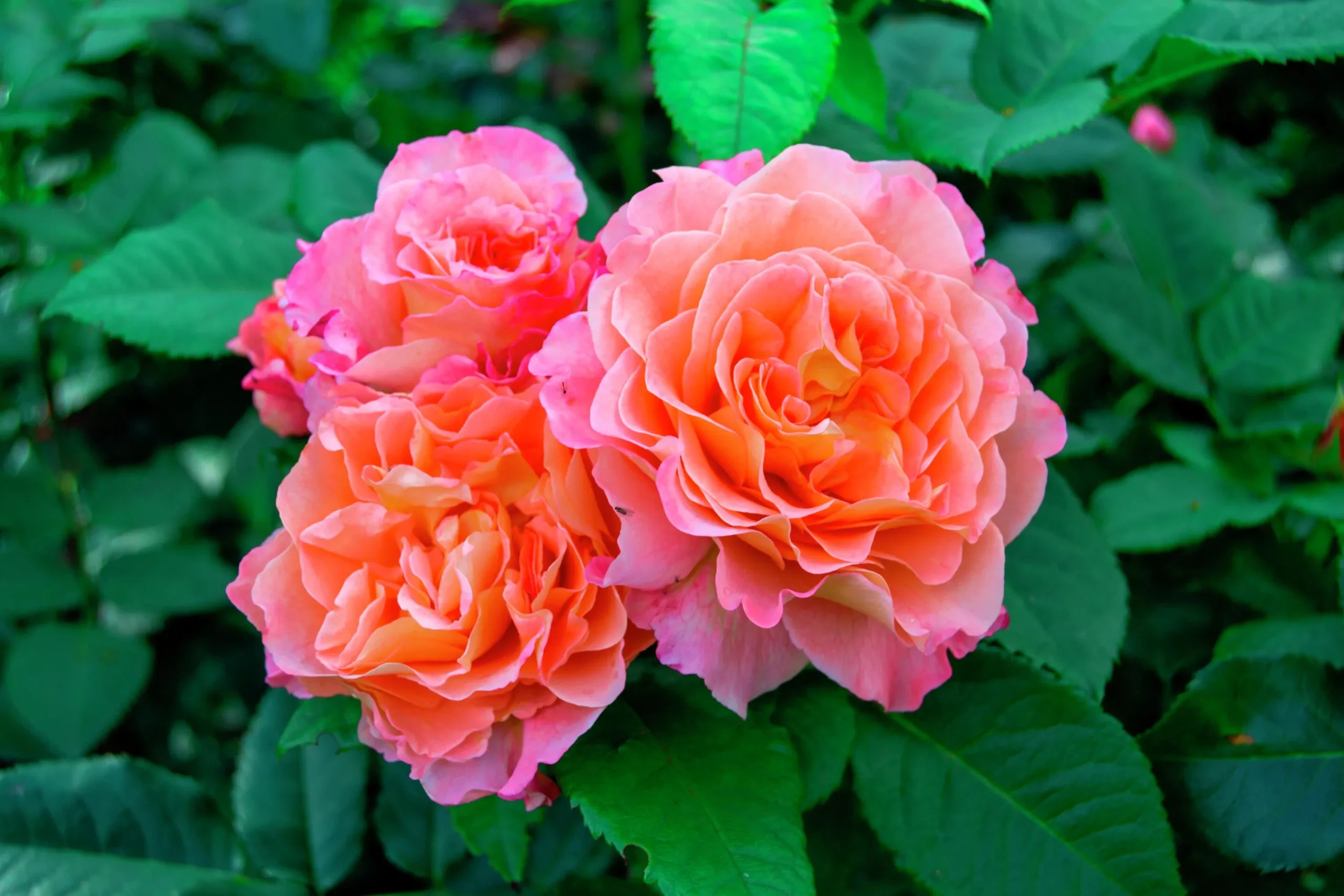 Storblommig Ros 'Augusta Luise' 'Tangust' Barrotad>Omnia garden New