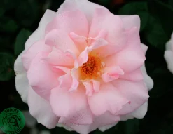 Storblommig Ros 'A Whiter Shade of Pale' 'Peafanfare' Barrotad>Omnia garden Online