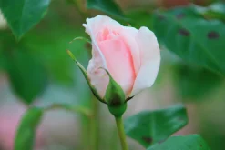 Storblommig Ros 'A Whiter Shade of Pale' 'Peafanfare' Barrotad>Omnia garden Online