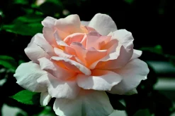 Storblommig Ros 'A Whiter Shade of Pale' 'Peafanfare' Barrotad><noscript><img width=