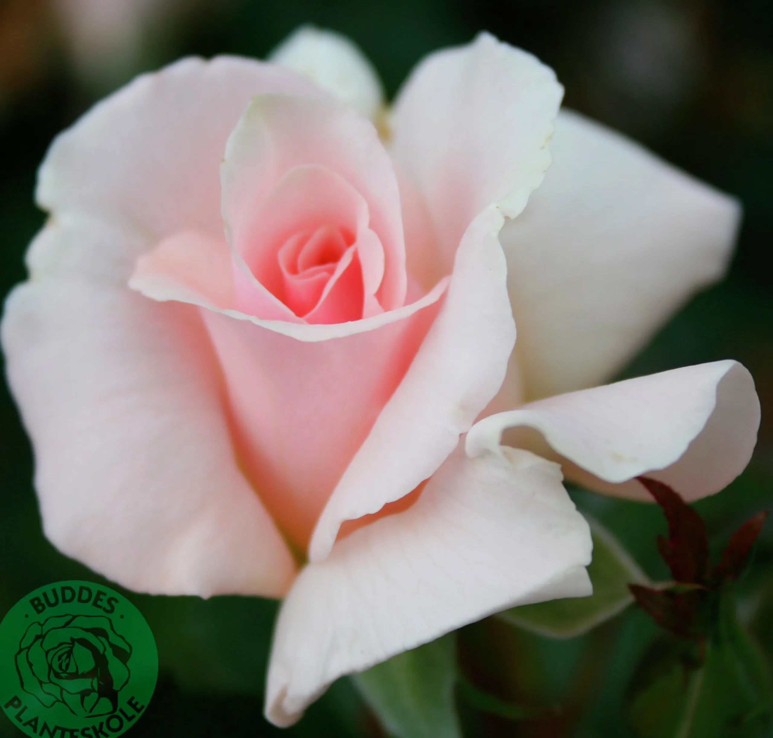 Storblommig Ros 'A Whiter Shade of Pale' 'Peafanfare' Barrotad>Omnia garden Online