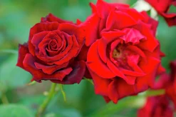 Storblommig Ros 'Barkarole' 'Tanelorak' Barrotad><noscript><img width=