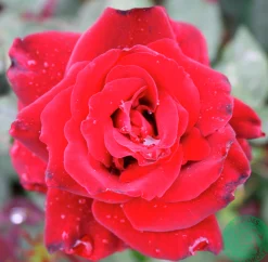 Storblommig Ros 'Barkarole' 'Tanelorak' Barrotad><noscript><img width=