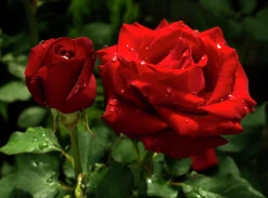 Storblommig Ros 'Barkarole' 'Tanelorak' Barrotad><noscript><img width=