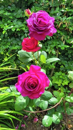 Storblommig Ros 'Big Purple' 'Stebigpu' Barrotad>Omnia garden Outlet