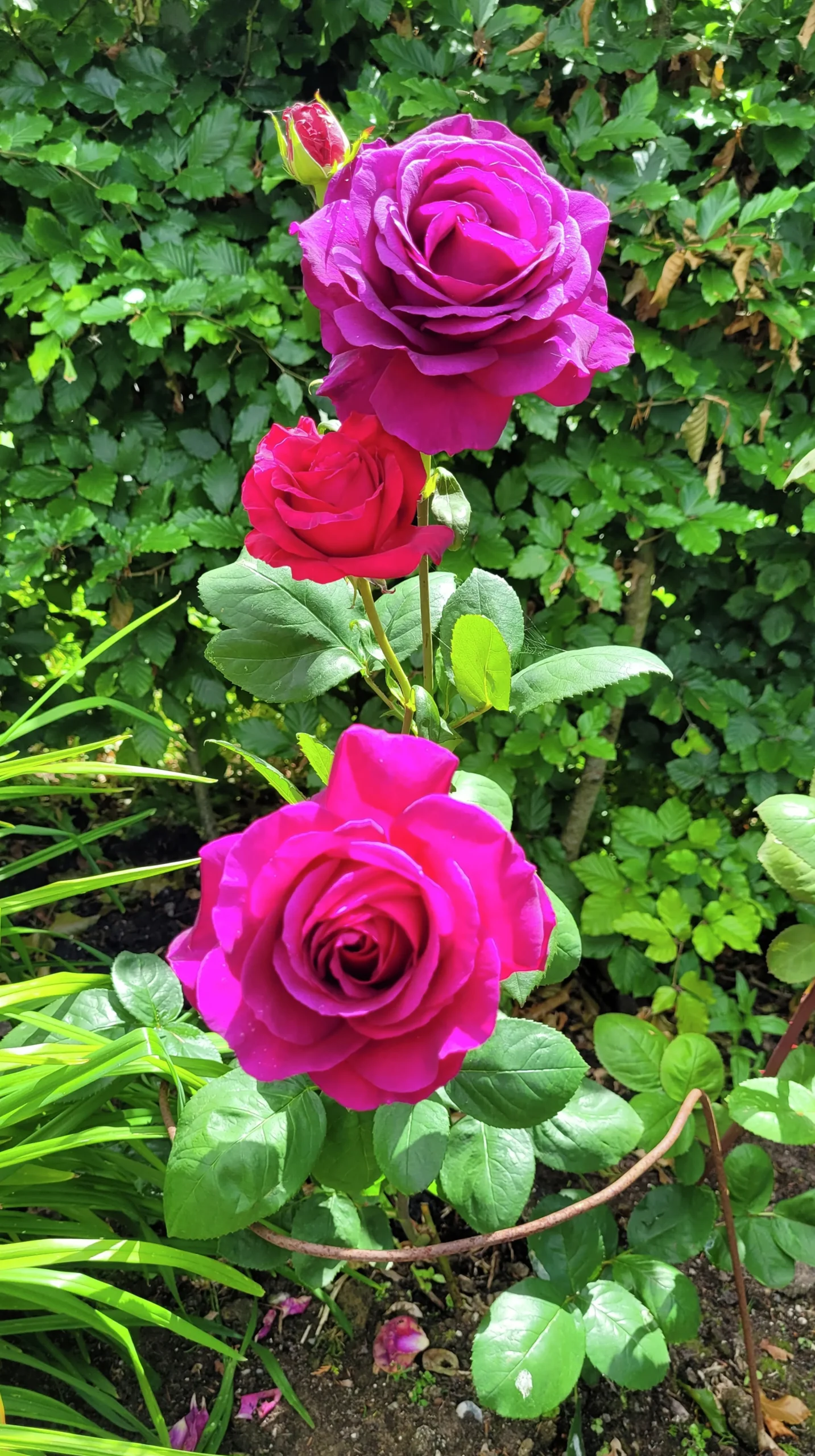 Storblommig Ros 'Big Purple' 'Stebigpu' Barrotad>Omnia garden Outlet