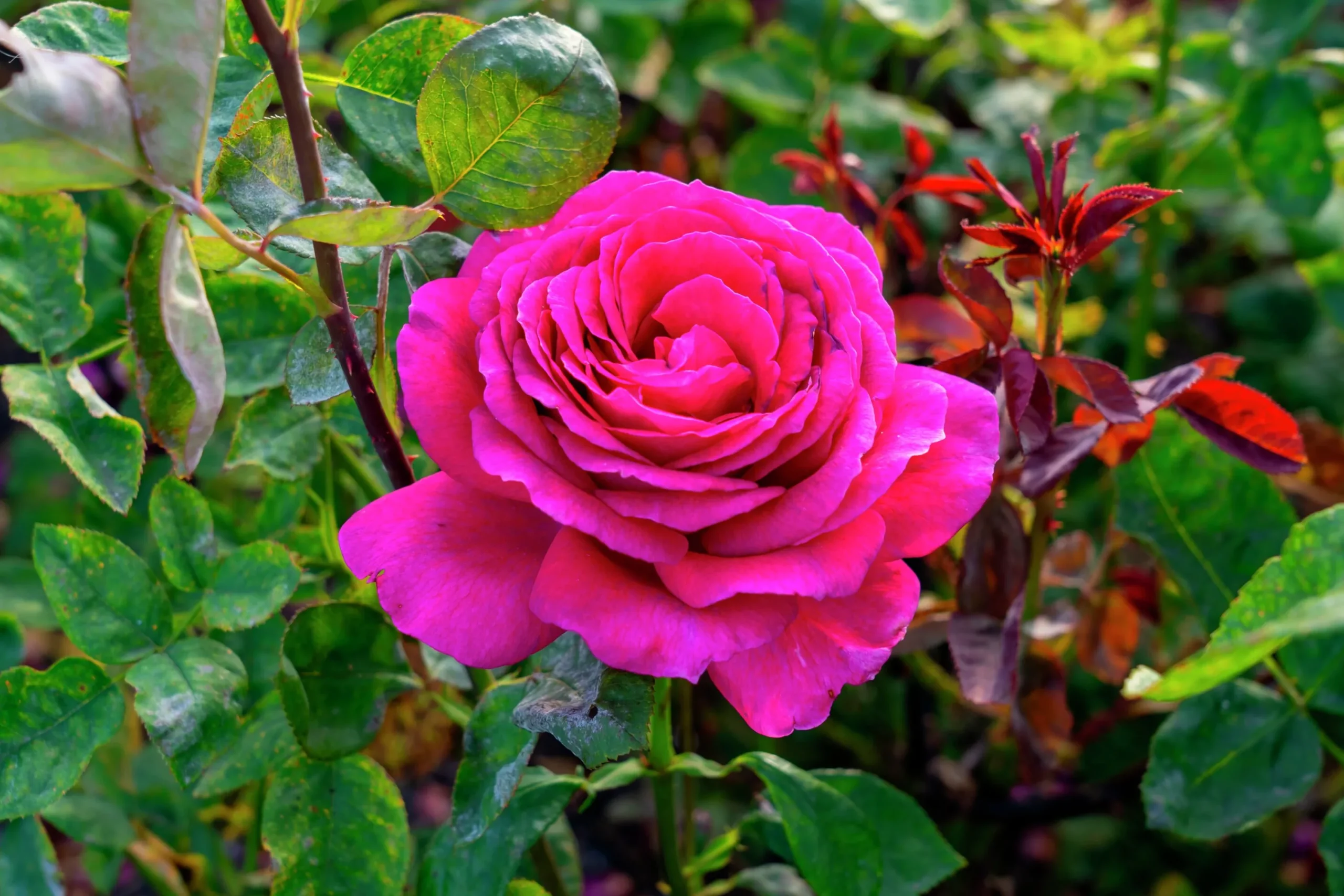 Storblommig Ros 'Big Purple' 'Stebigpu' Barrotad>Omnia garden Outlet