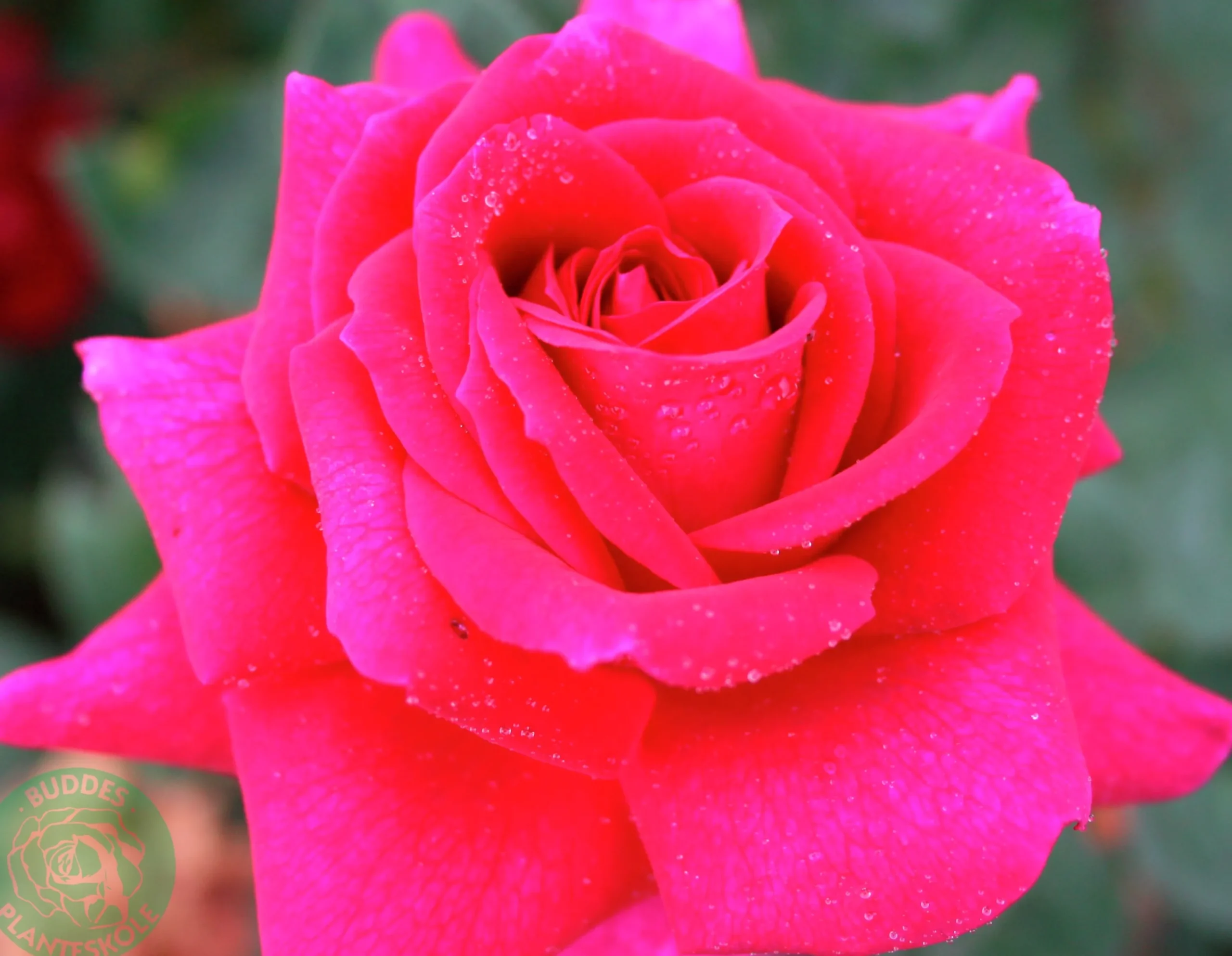 Storblommig Ros 'Big Purple' 'Stebigpu' Barrotad>Omnia garden Outlet