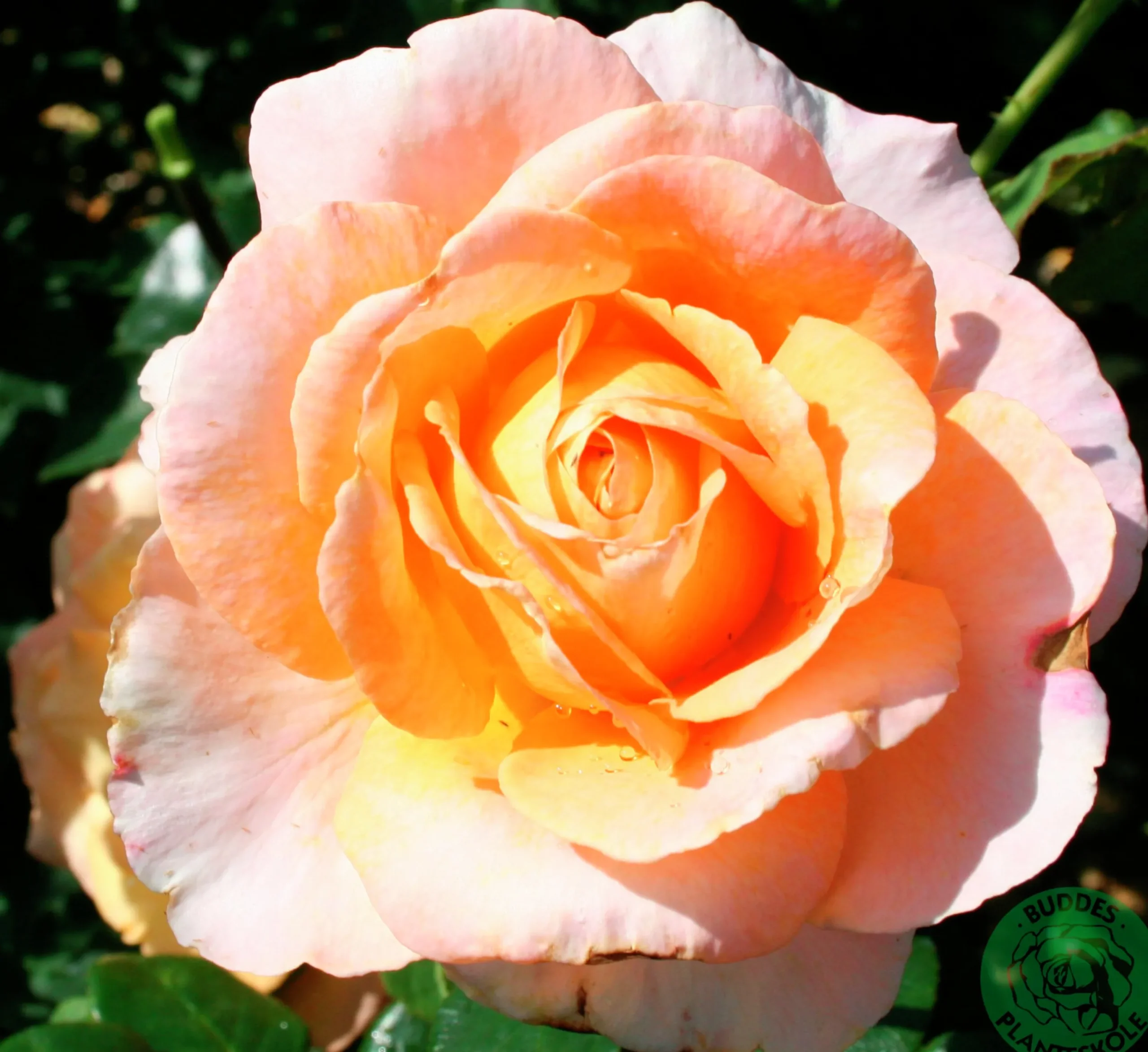 Storblommig ros 'Bitten Clausen syn. Scented Memory' 'Poulht002' Barrotad>Omnia garden Online