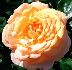 Storblommig ros 'Bitten Clausen syn. Scented Memory' 'Poulht002' Barrotad><noscript><img width=