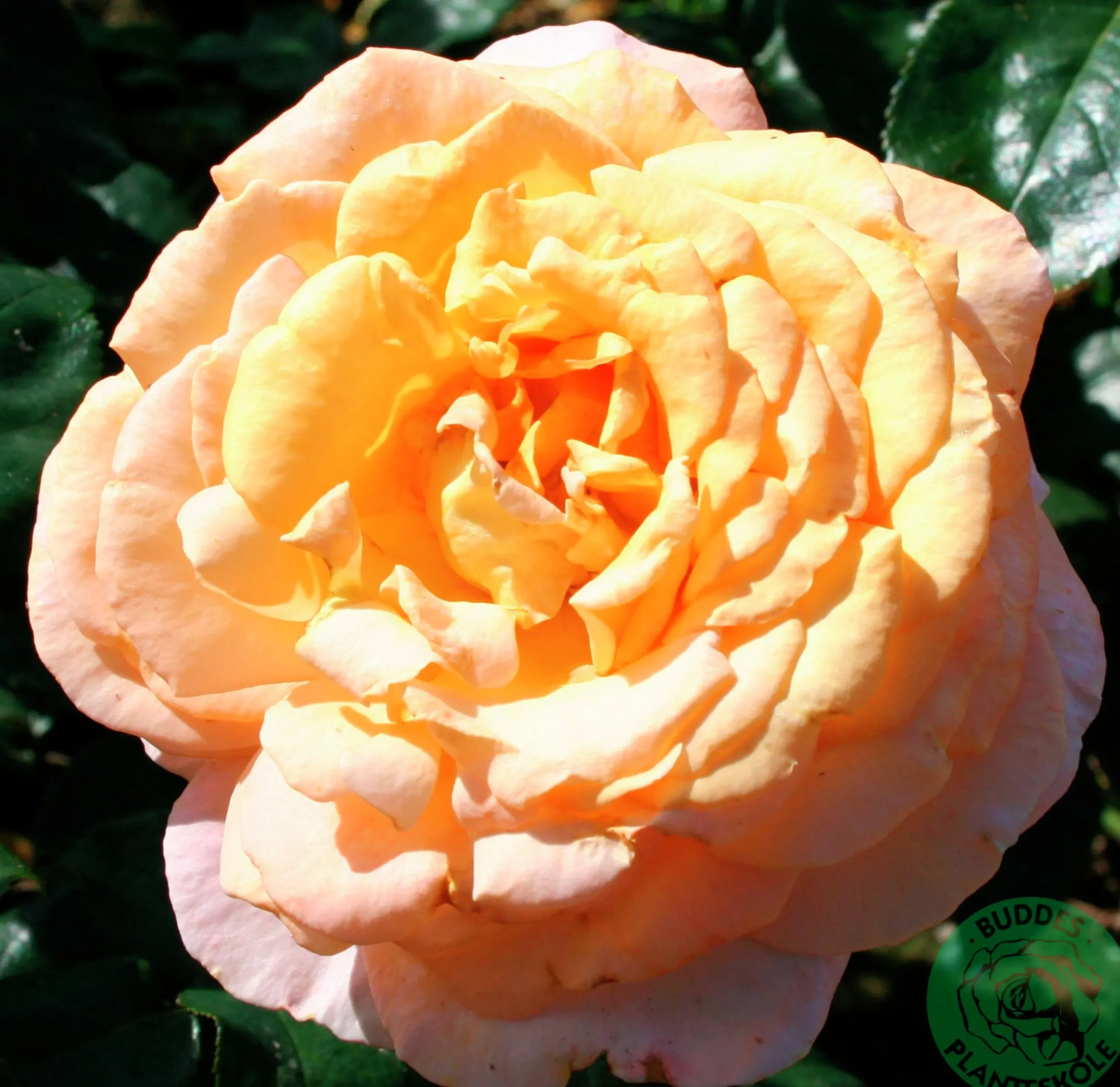 Storblommig ros 'Bitten Clausen syn. Scented Memory' 'Poulht002' Barrotad>Omnia garden Online