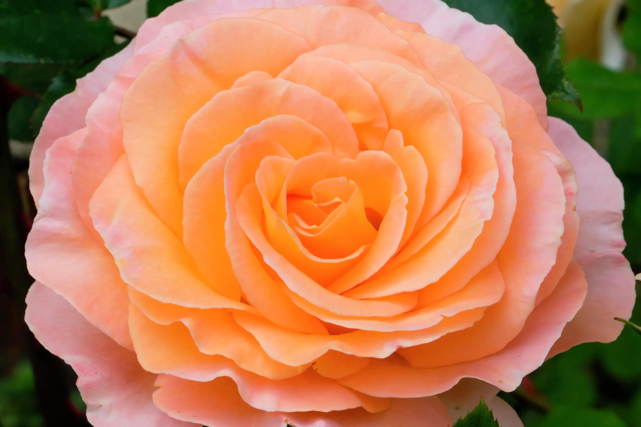 Storblommig ros 'Bitten Clausen syn. Scented Memory' 'Poulht002' Barrotad>Omnia garden Online