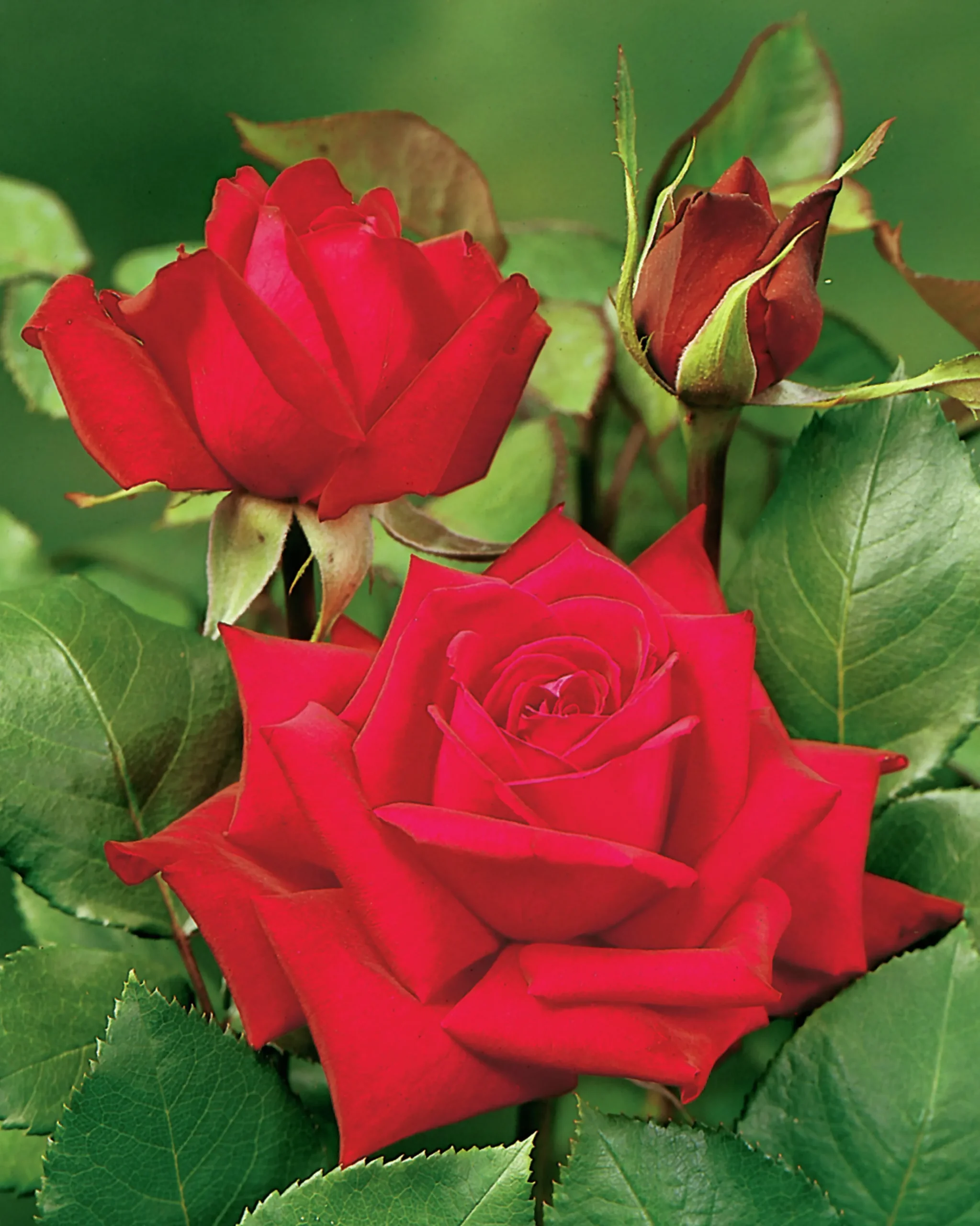 Storblommig Ros 'Burgund 81' 'Korgund 81' Barrotad>Omnia garden