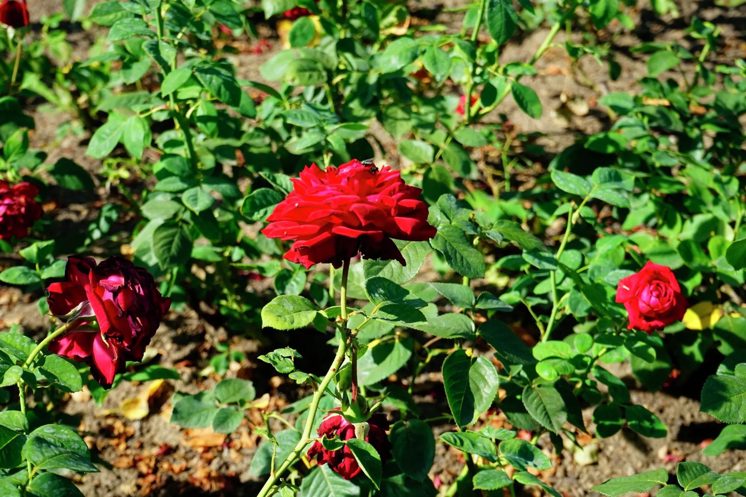 Storblommig Ros 'Burgund 81' 'Korgund 81' Barrotad>Omnia garden