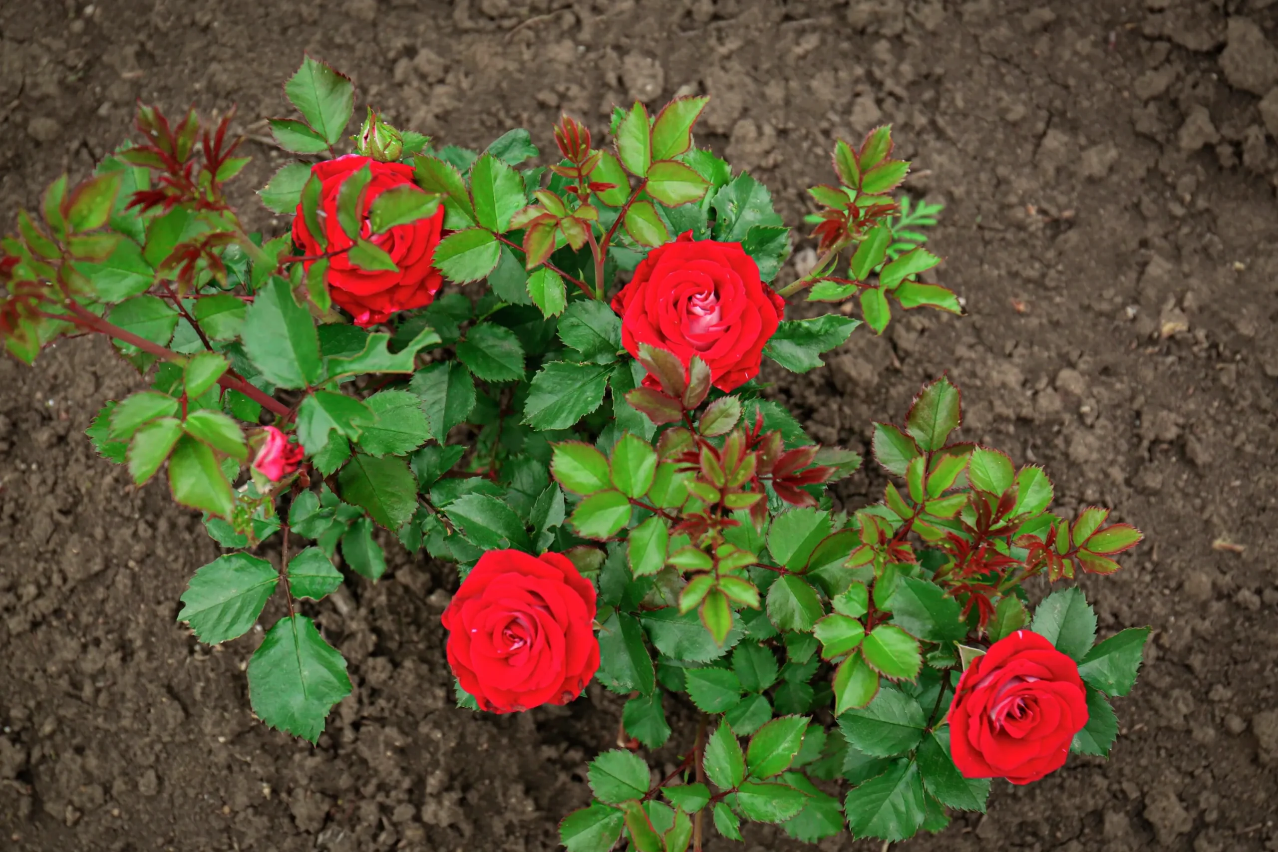 Storblommig Ros 'Burgund 81' 'Korgund 81' Barrotad>Omnia garden
