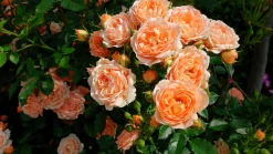 Storblommig Ros 'Carl Nielsen' 'Poulht010' Barrotad>Omnia garden Best
