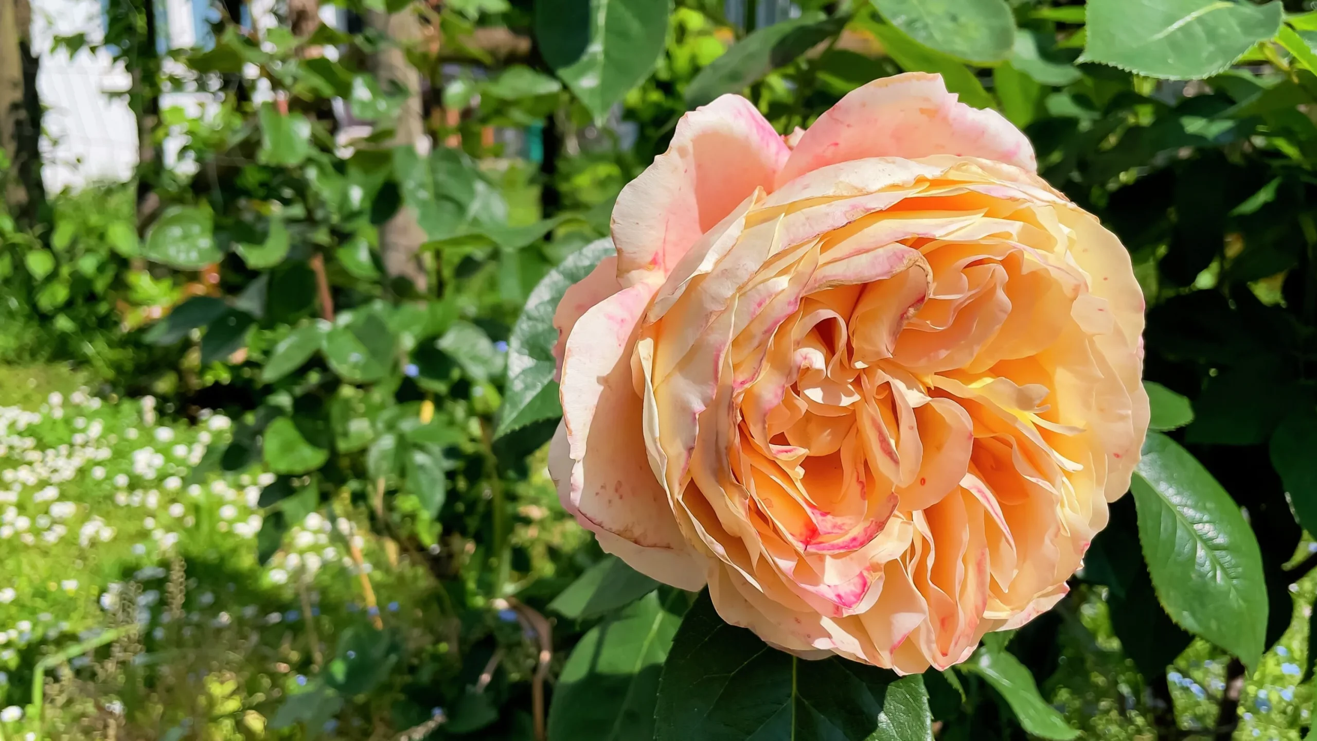 Storblommig Ros 'Carl Nielsen' 'Poulht010' Barrotad>Omnia garden Best