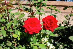 Storblommig Ros 'Erotika' Barrotad>Omnia garden Best