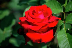 Storblommig Ros 'Erotika' Barrotad>Omnia garden Best