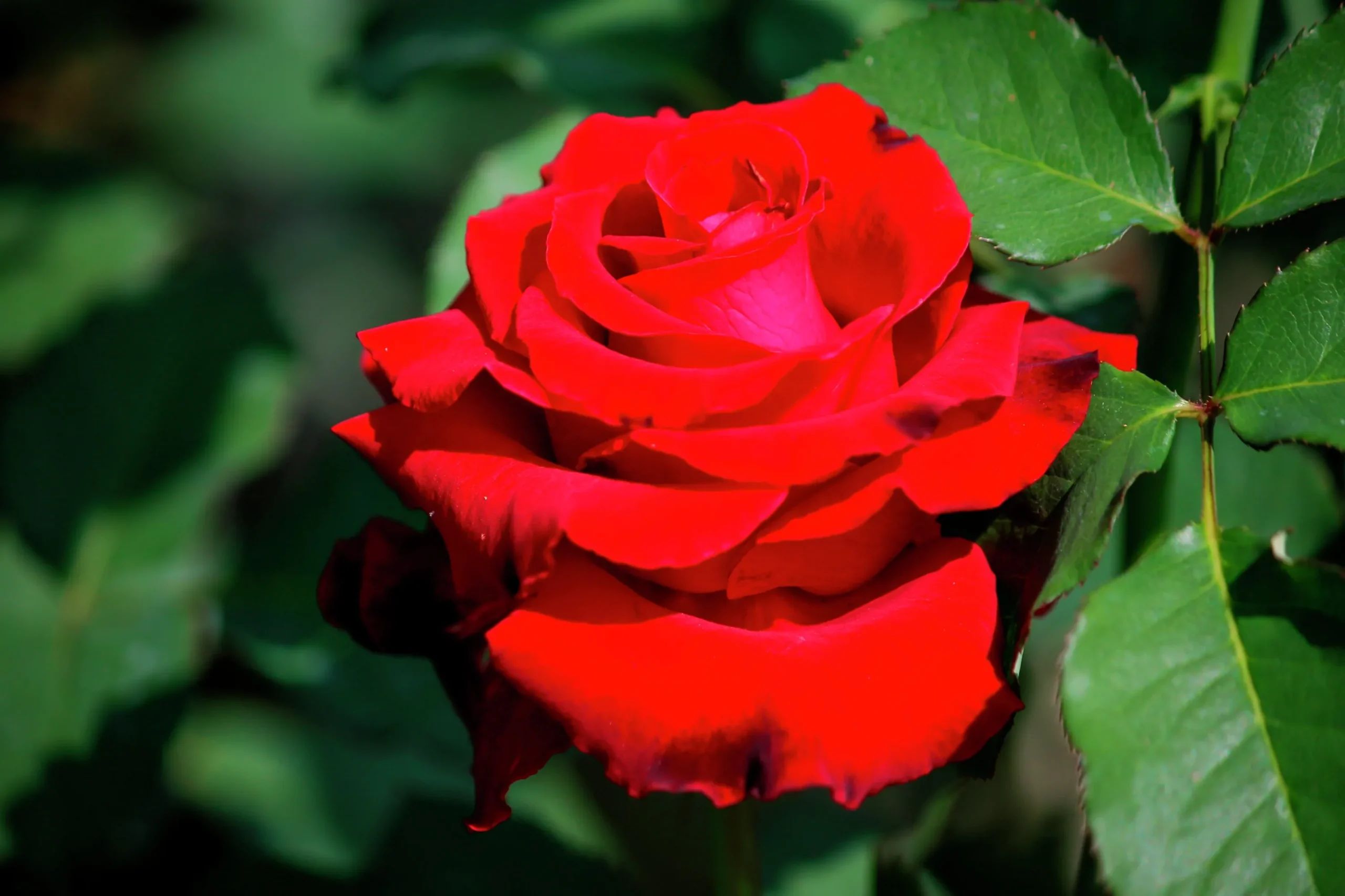 Storblommig Ros 'Erotika' Barrotad>Omnia garden Best