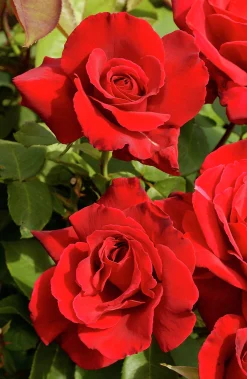 Storblommig Ros 'Erotika' Barrotad><noscript><img width=