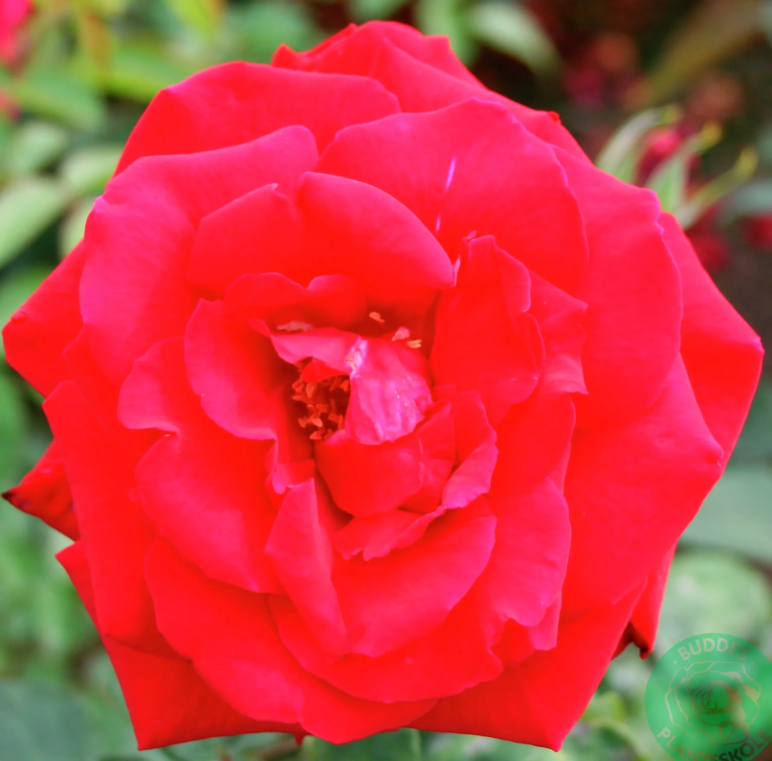 Storblommig Ros 'Erotika' Barrotad>Omnia garden Best