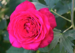 Storblommig Ros 'Johann Wolfgang von Goethe' 'Tan04179' Barrotad>Omnia garden Clearance