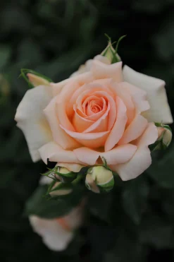 Storblommig ros 'Morten Korch' 'Harmisty' Barrotad>Omnia garden