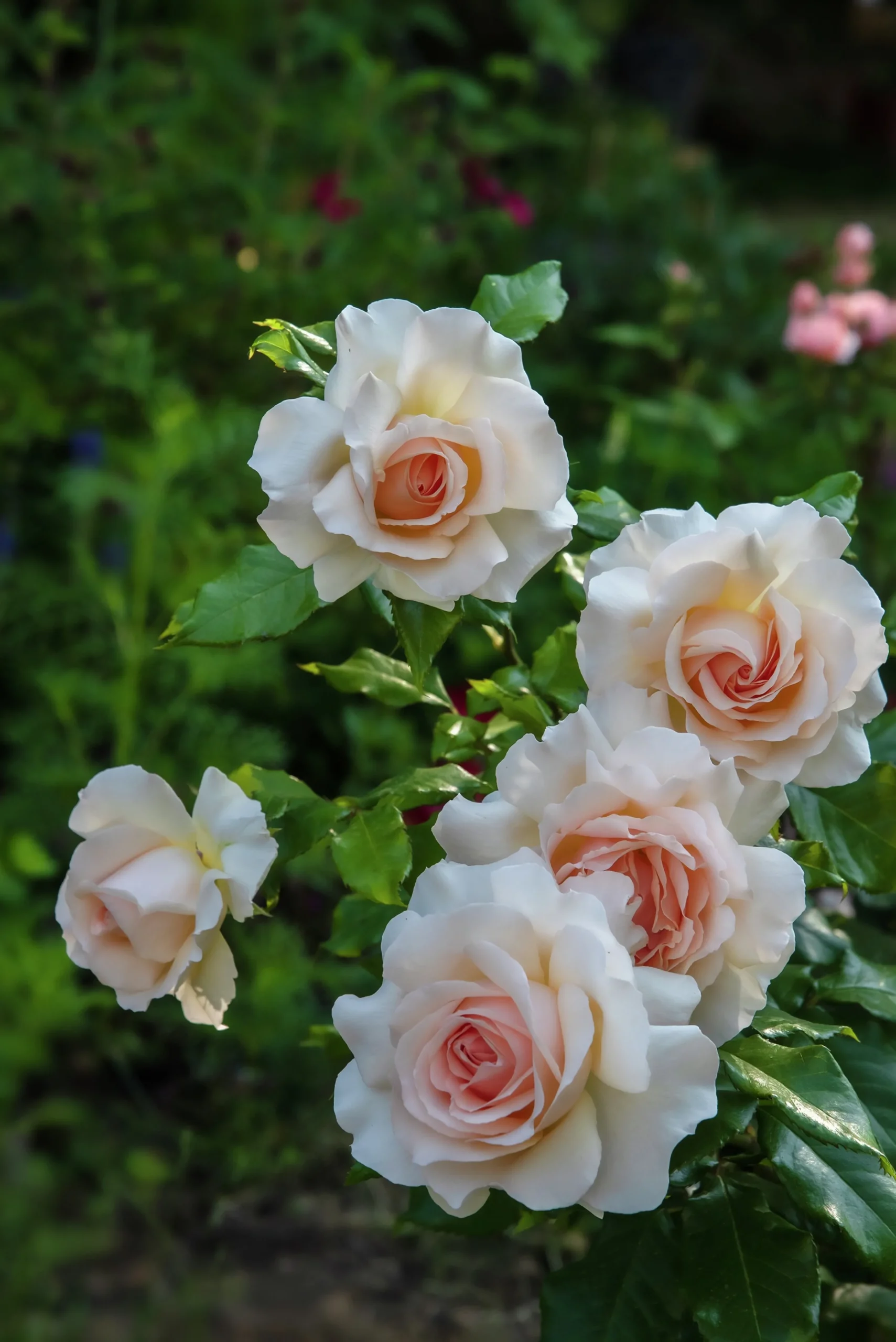 Storblommig ros 'Morten Korch' 'Harmisty' Barrotad>Omnia garden